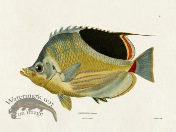 Werner Fish 008